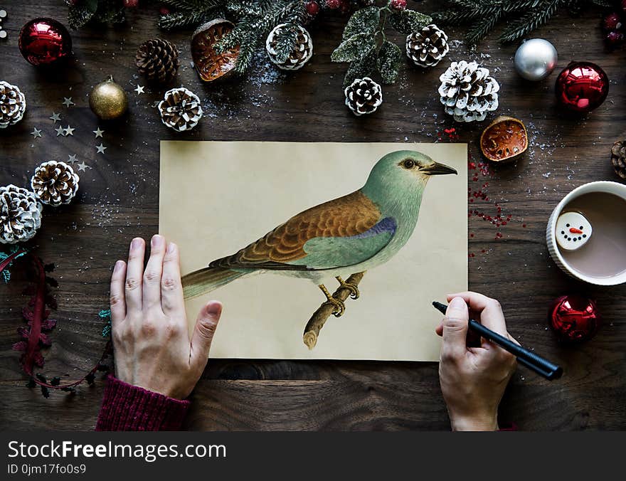 Person Drawn Green and Brown Budgerigar