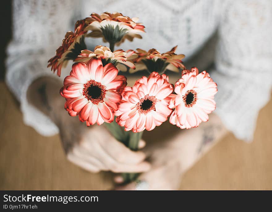 Selective Focus Photography of Person Holding Red Petaled Flowers