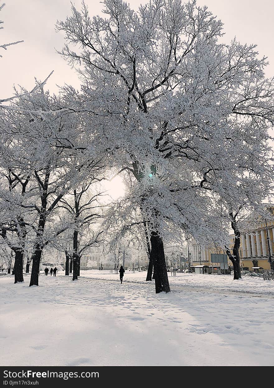 Person Standing Beside White Trees