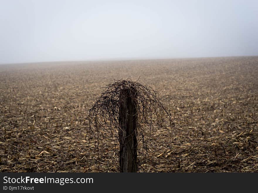 Gray Twigs With Stand