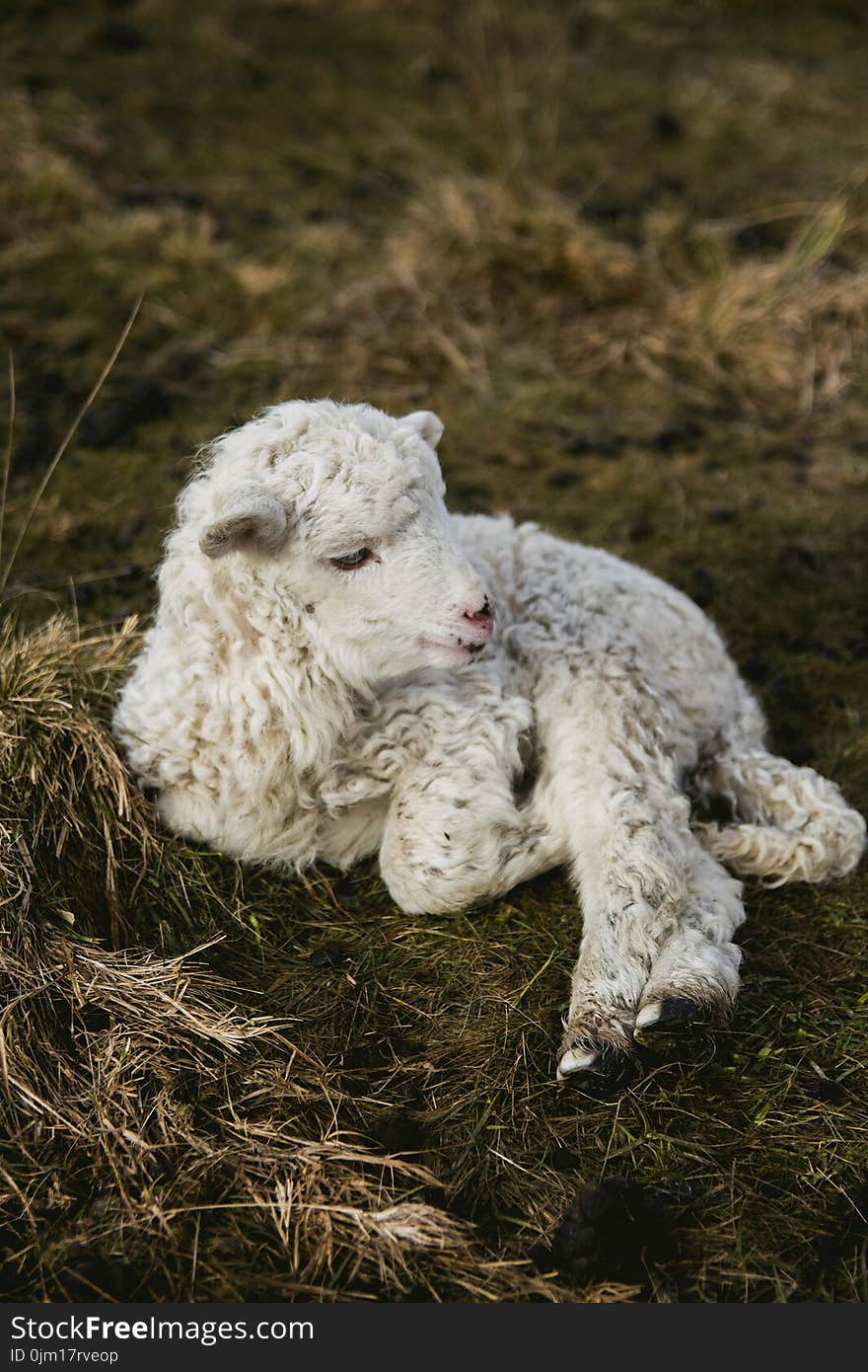 Selective Photography of White Lamb on Hay