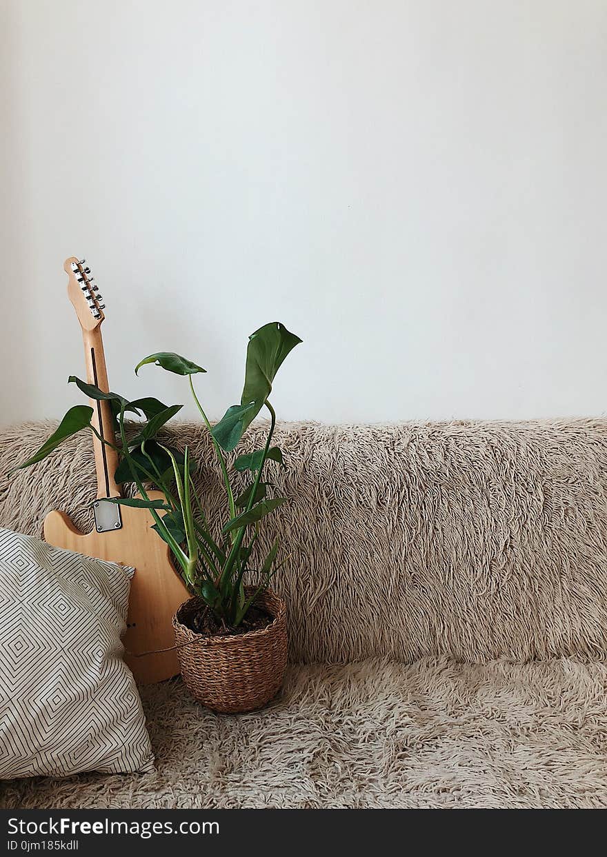 Green Leaf Plant Beside Brown Electric Guitar on Sofa