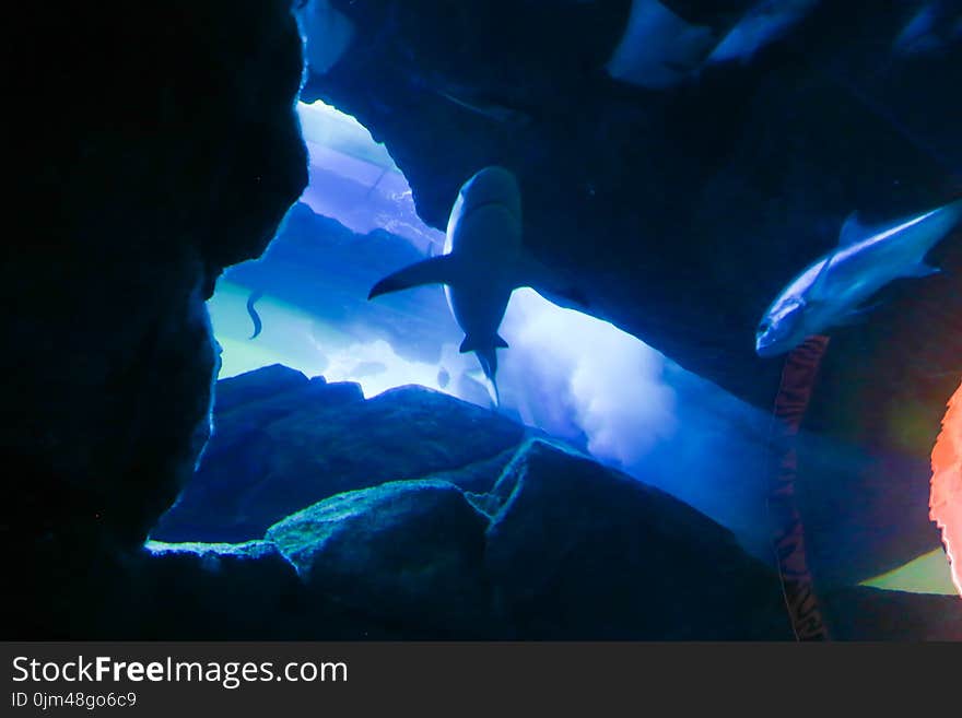 Fishes in blue - Underwater life fish on blue water sea - Dubai. Fishes in blue - Underwater life fish on blue water sea - Dubai