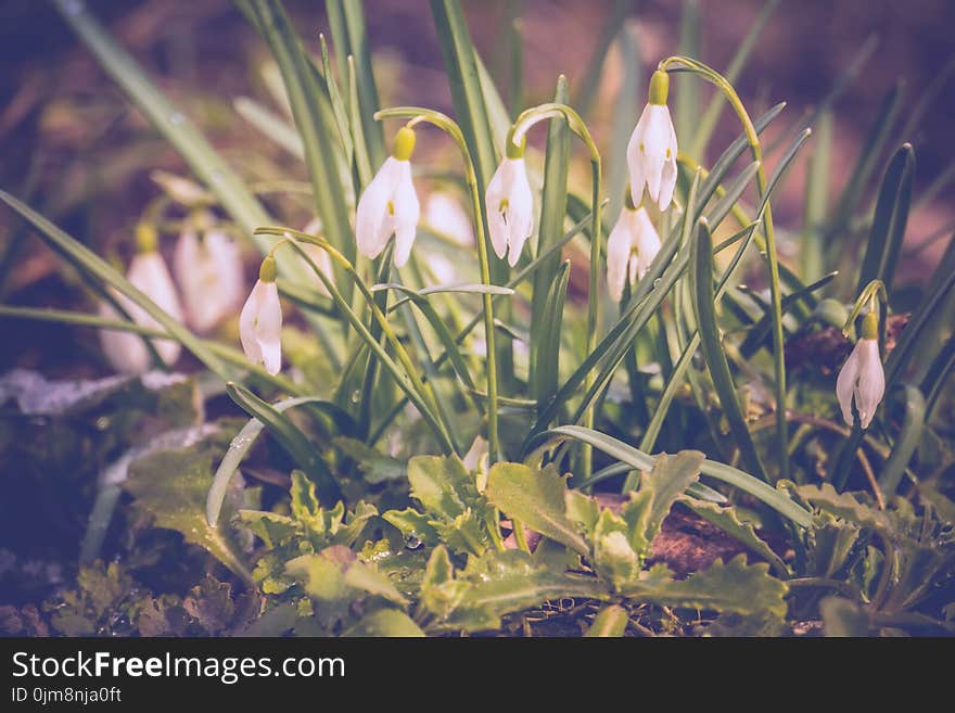 First spring flowers white snowdrops blooming in the garden, vintage background. First spring flowers white snowdrops blooming in the garden, vintage background.