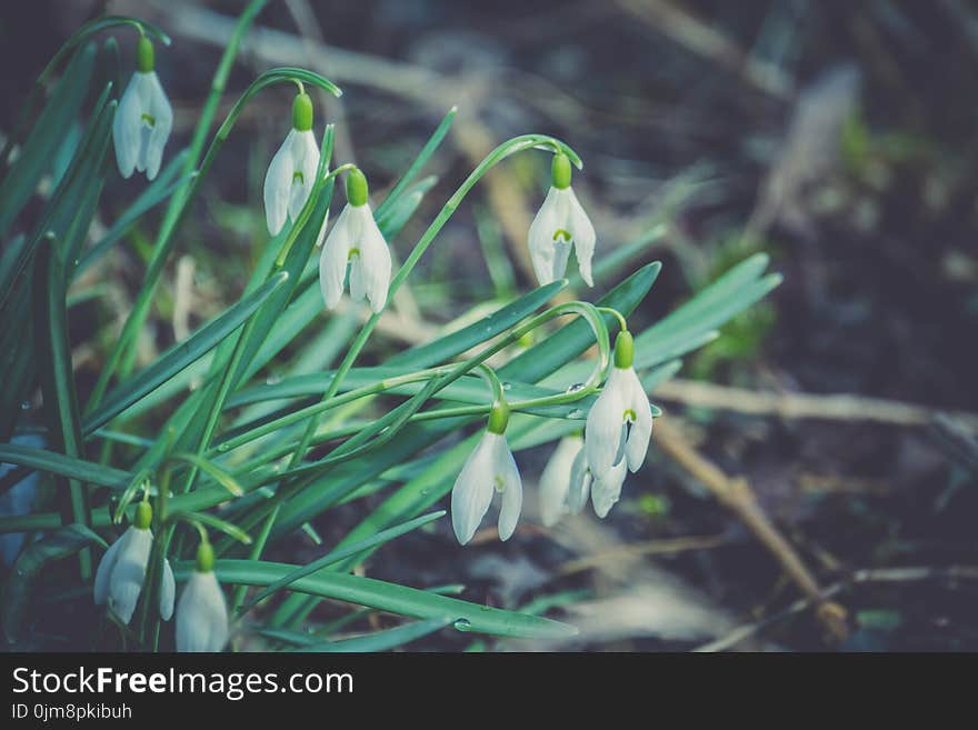 First spring flowers white snowdrops blooming in the garden, vintage background. First spring flowers white snowdrops blooming in the garden, vintage background.