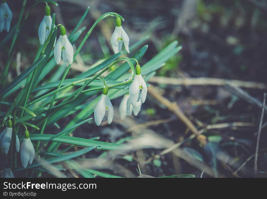 First spring flowers white snowdrops blooming in the garden, vintage background. First spring flowers white snowdrops blooming in the garden, vintage background.