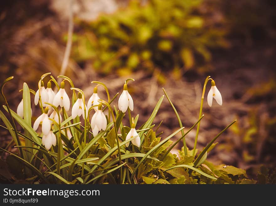 First spring flowers white snowdrops blooming in the garden, vintage background. First spring flowers white snowdrops blooming in the garden, vintage background.