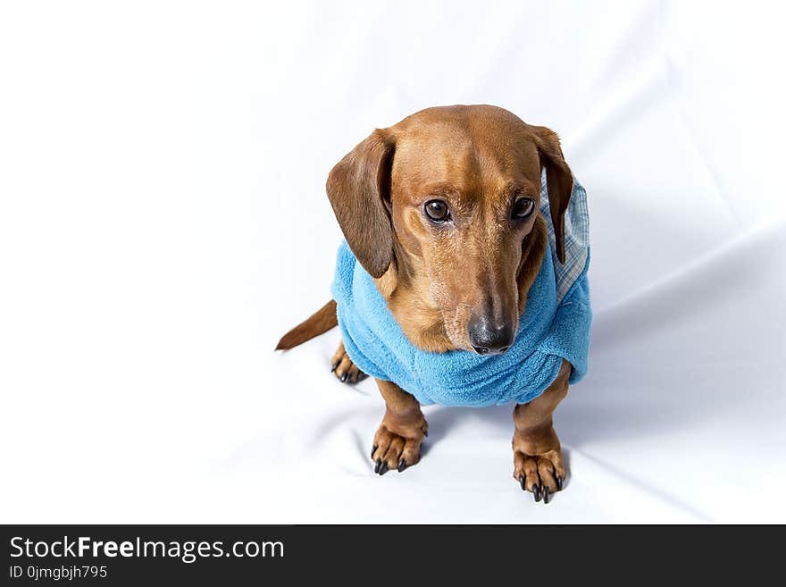 Adult Brown Dachshund Wearing Blue Shirt