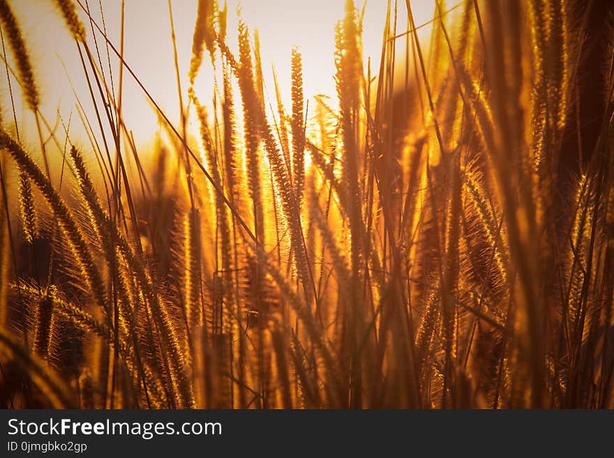 Brown Rice Wheats