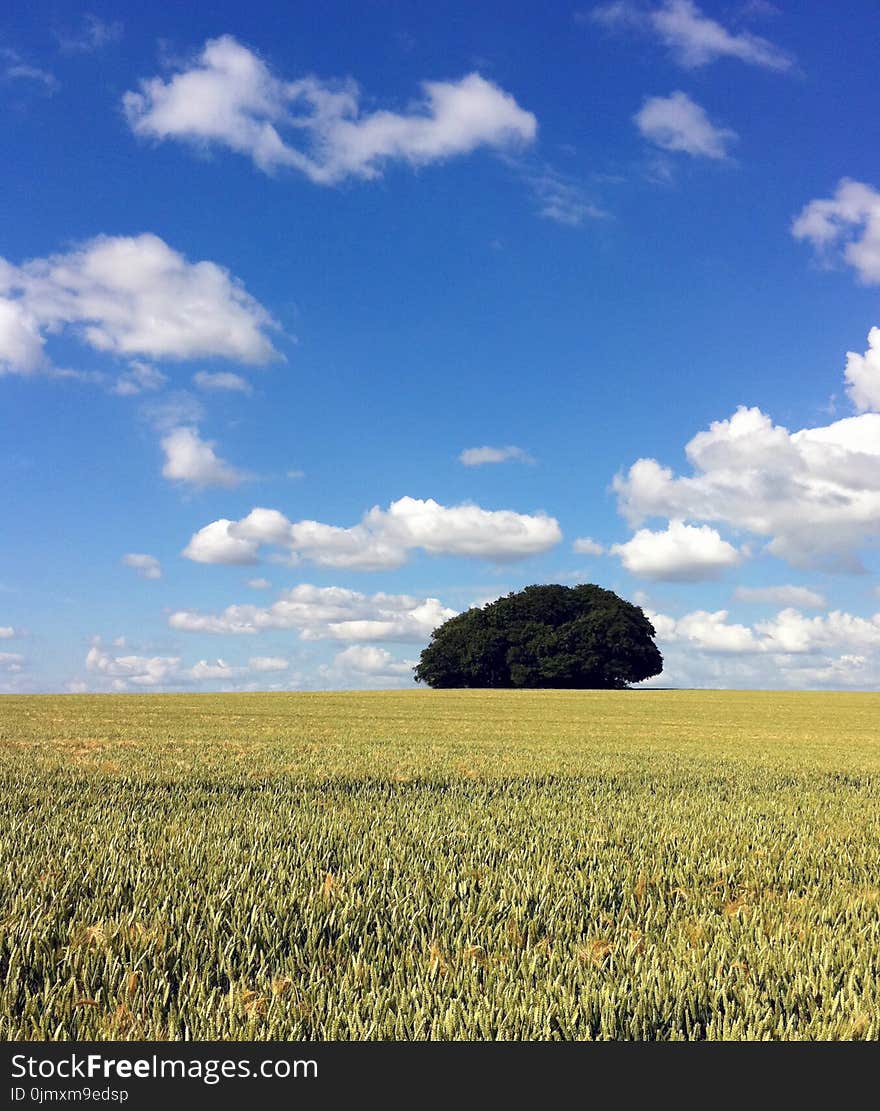 Green Leaf Tree and Grass Field Under Blue Sky and White Clouds