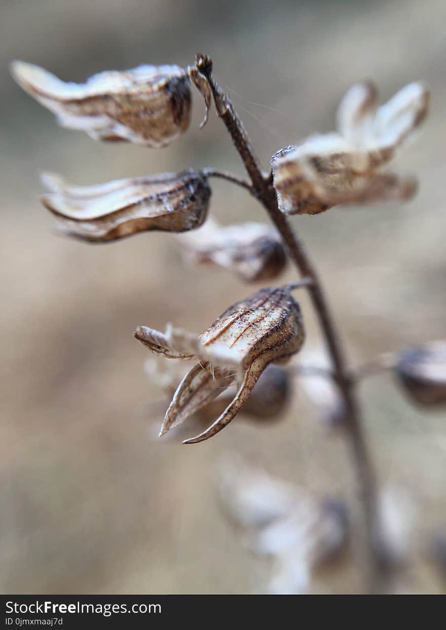 Close-up Photography of Dried Flowers