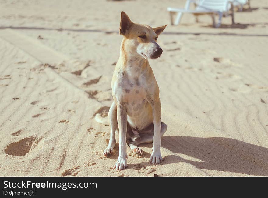 Close-up Photography of Dog