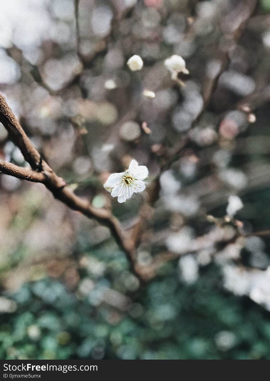 White Cherry Blossoms