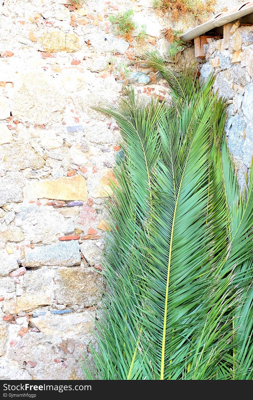 Palm Leaves Leaning on Brickwalls