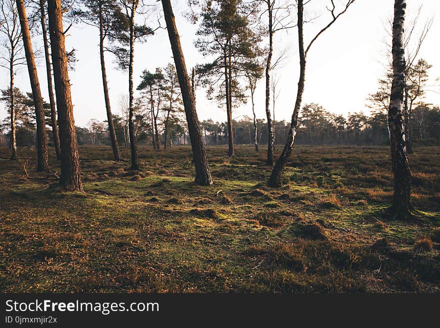 Scenic View of Forest