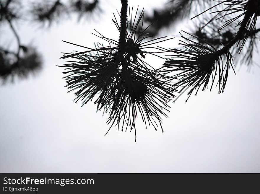 Silhouette Photo of Plants