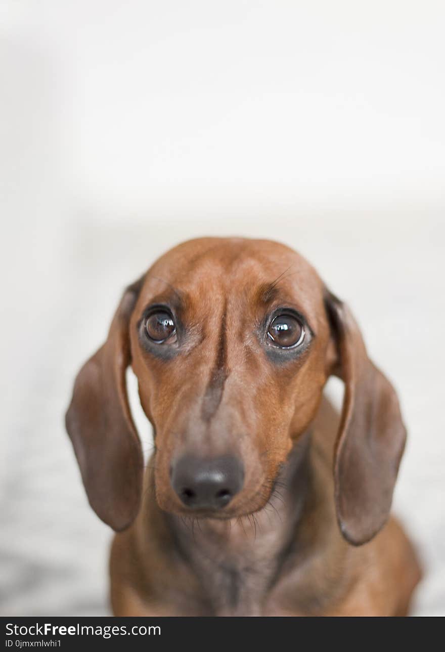 Closeup Photo of Red Dachshund