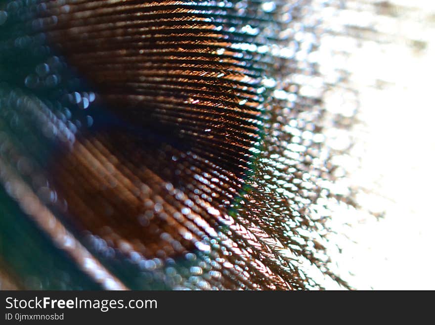 Macro Photography of Animal Feather