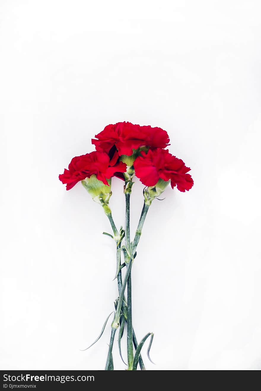 Flatlay Photography of Red Carnations