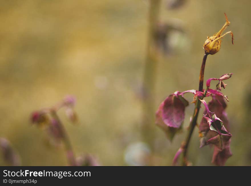 Close-up Photography of Dried Flowers