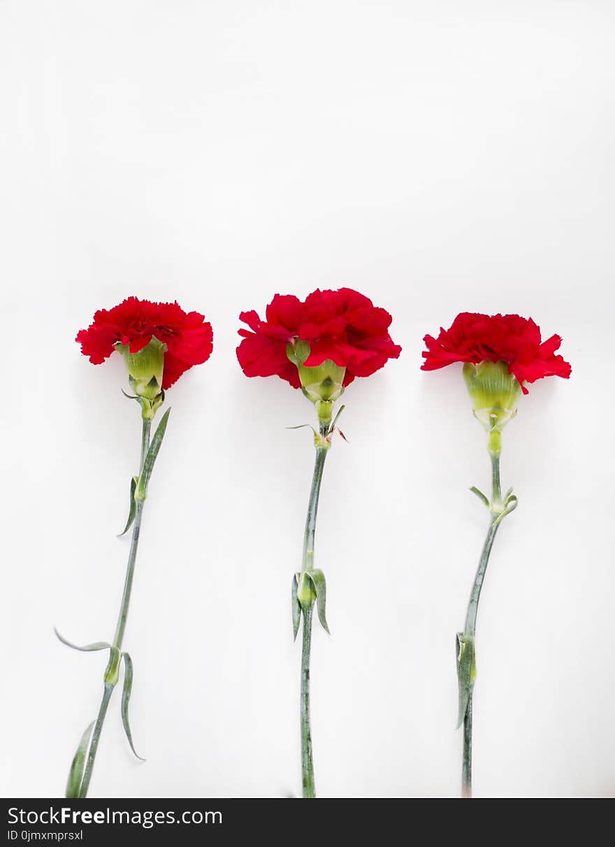 Flatlay Photography of Carnation