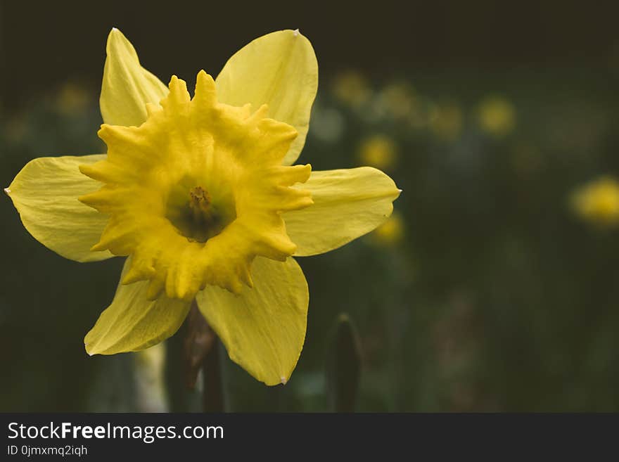 Close-up Photography of Daffodil Flower