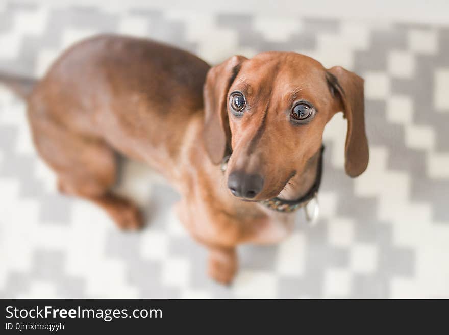 Close-up Photography of Dachshund