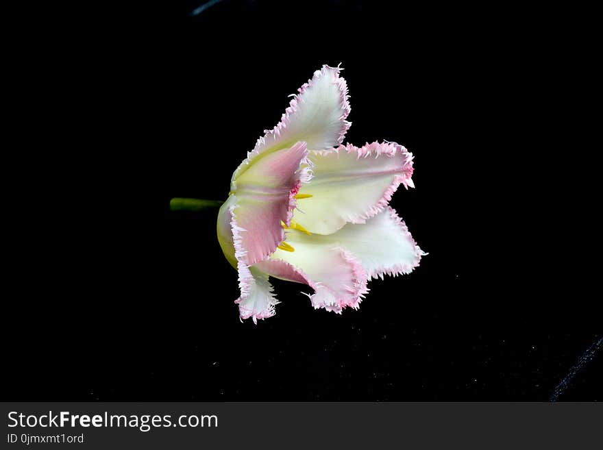 Close-up Photography of Flower