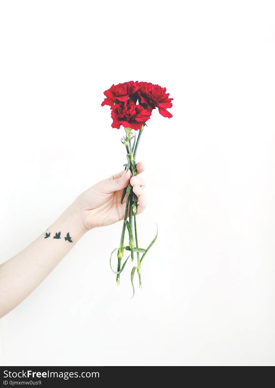 Photo of Person Holding Bouquet of Red Carnations