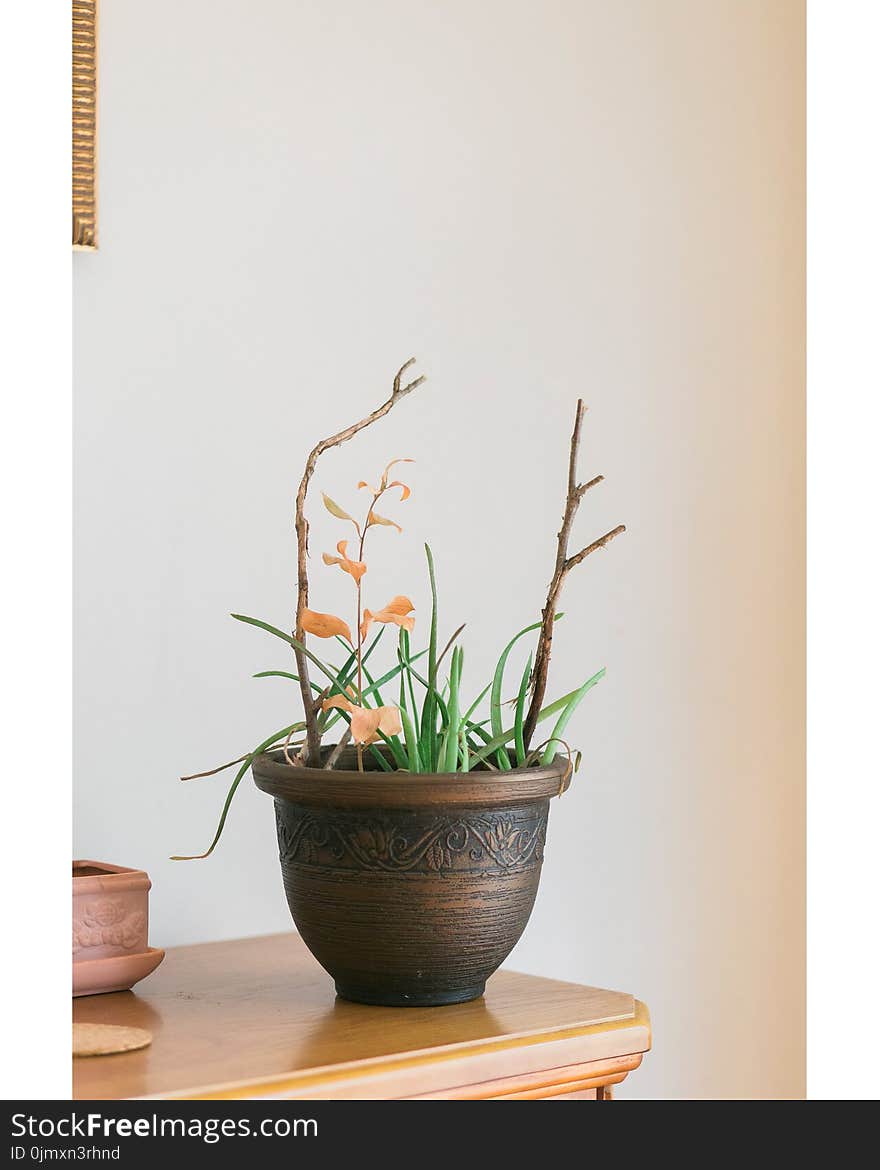 Orange Orchids Flowering Potted Plant