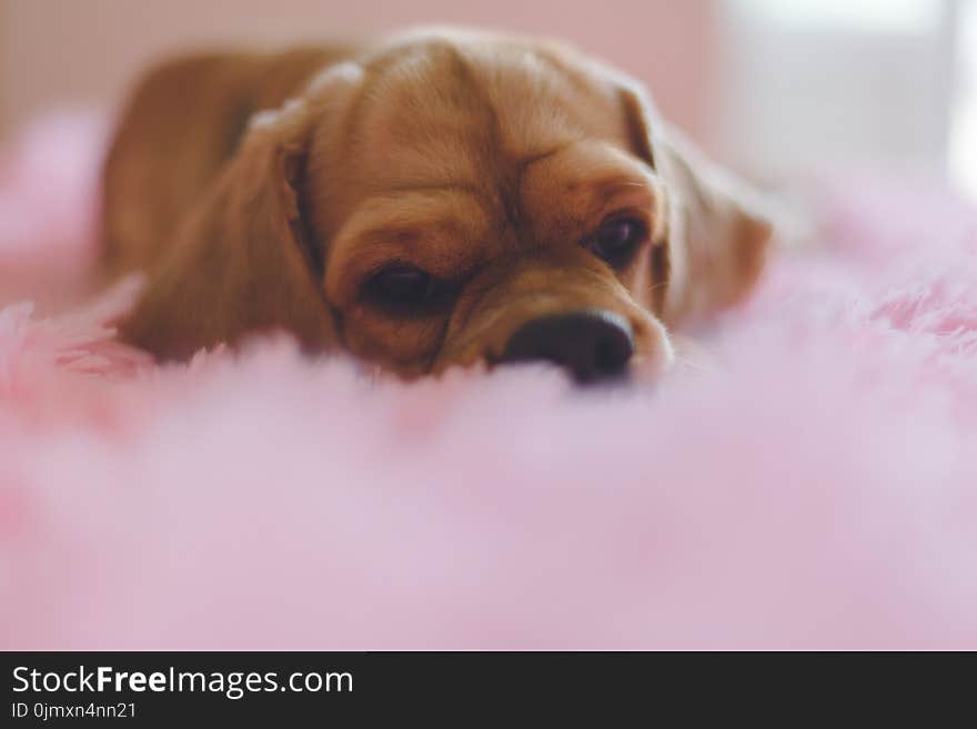 Closeup Photography of Short-coated Tan Puppy