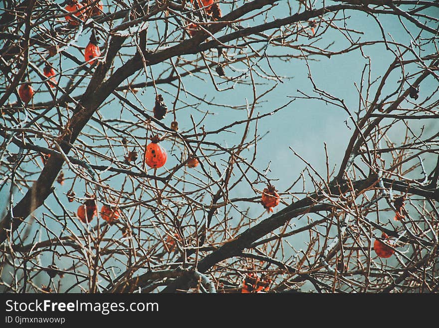 Brown Tree Branch