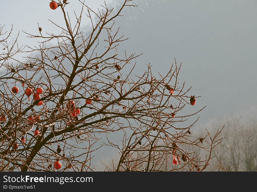 Brown Tree With Orange Furin