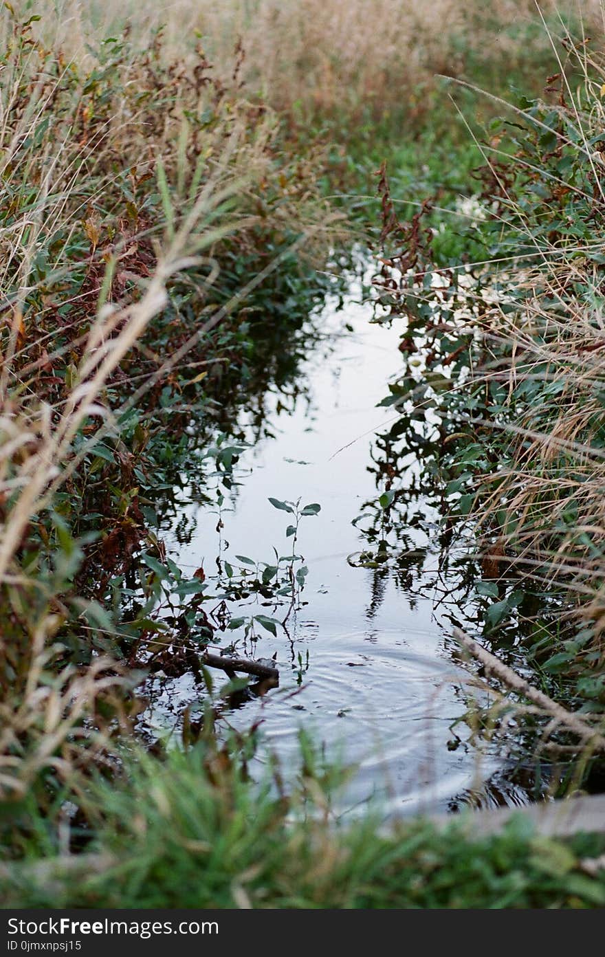 Body of Water With Green Grasses