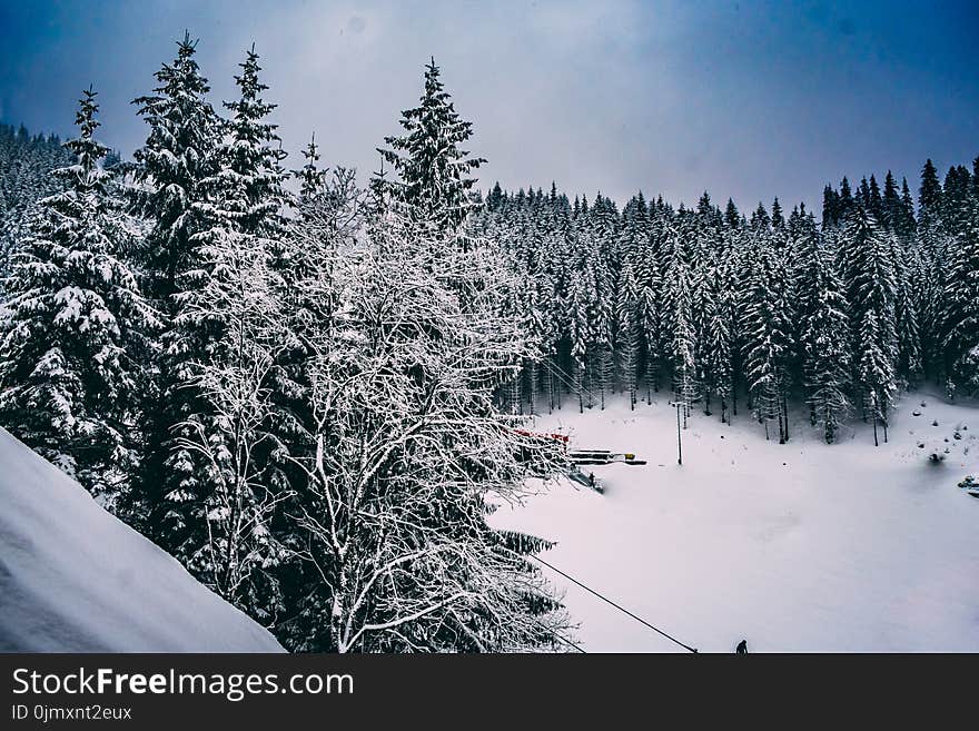 Green Pine Trees Covered With Snow Under Cloudy Blue Sky