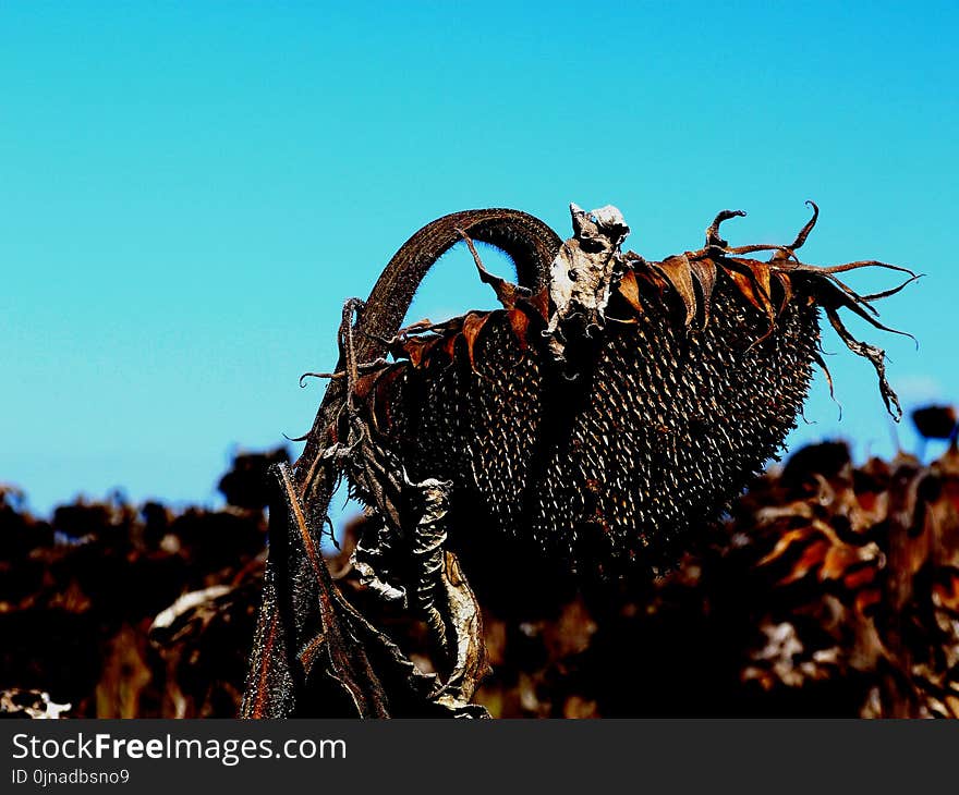 Sunflower Head Before Harvest