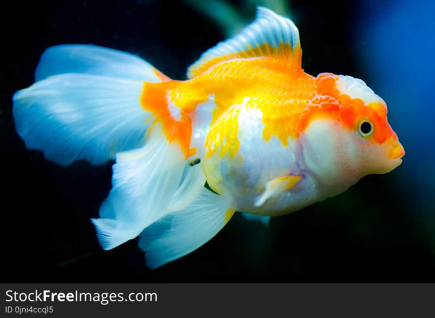 Orange and White Fish