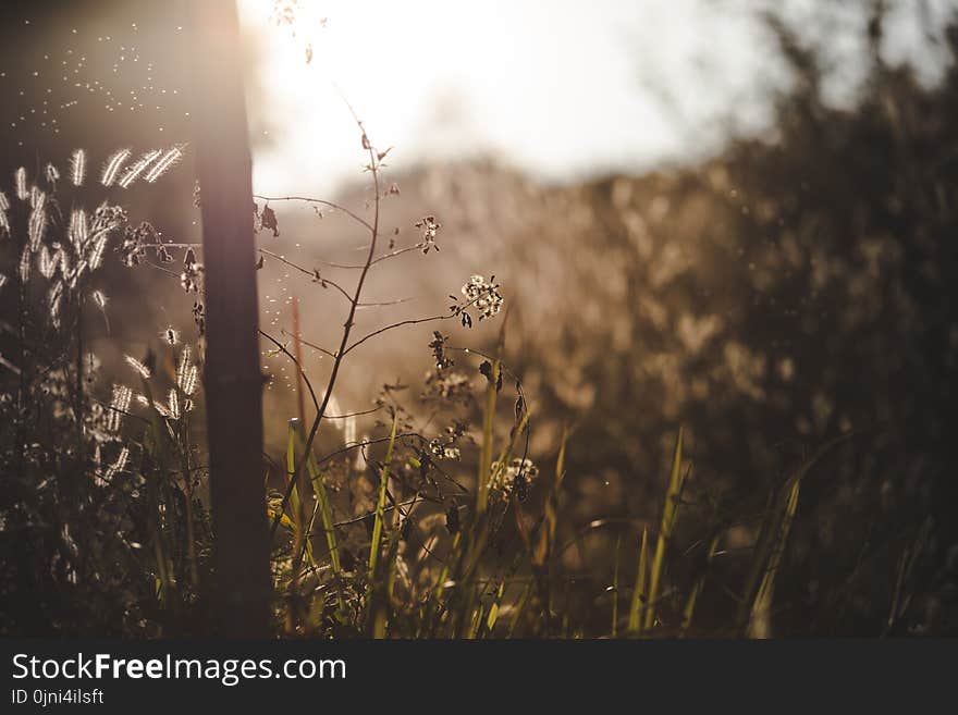 Selective Focus Photo of Tree and Flowers at Golden Hour