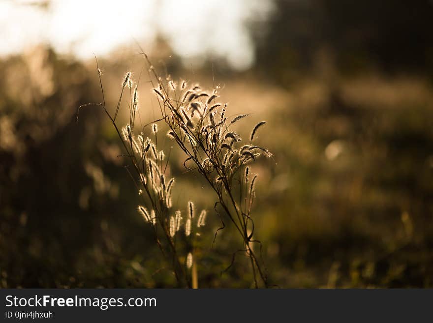 Selective Focus Photo of Flower