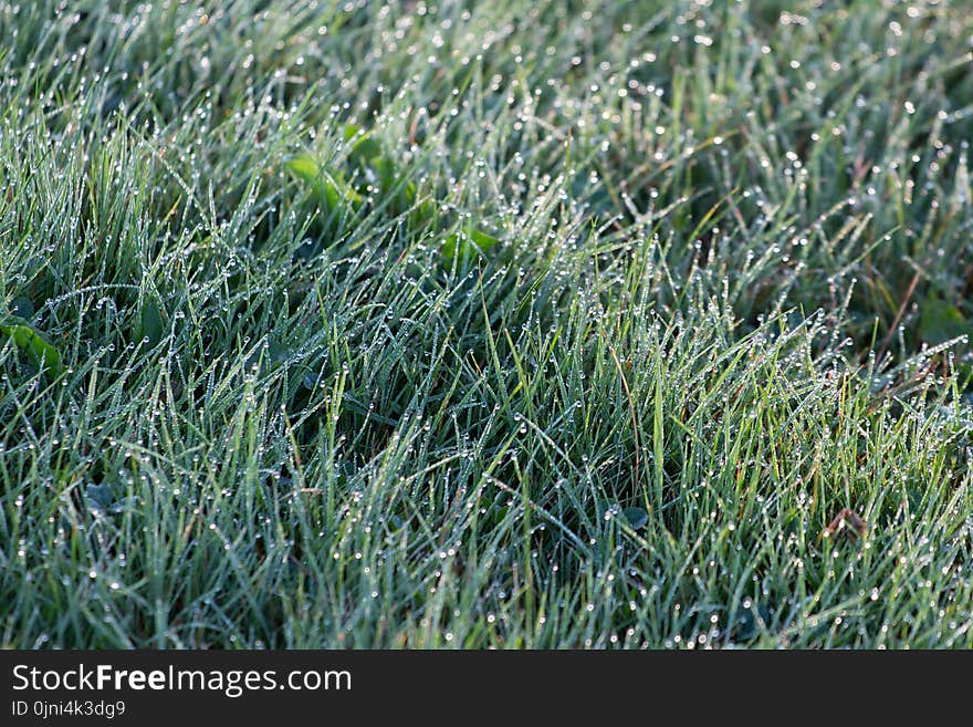 Shallow Focus Photography of Grass Wit Droplets of Water