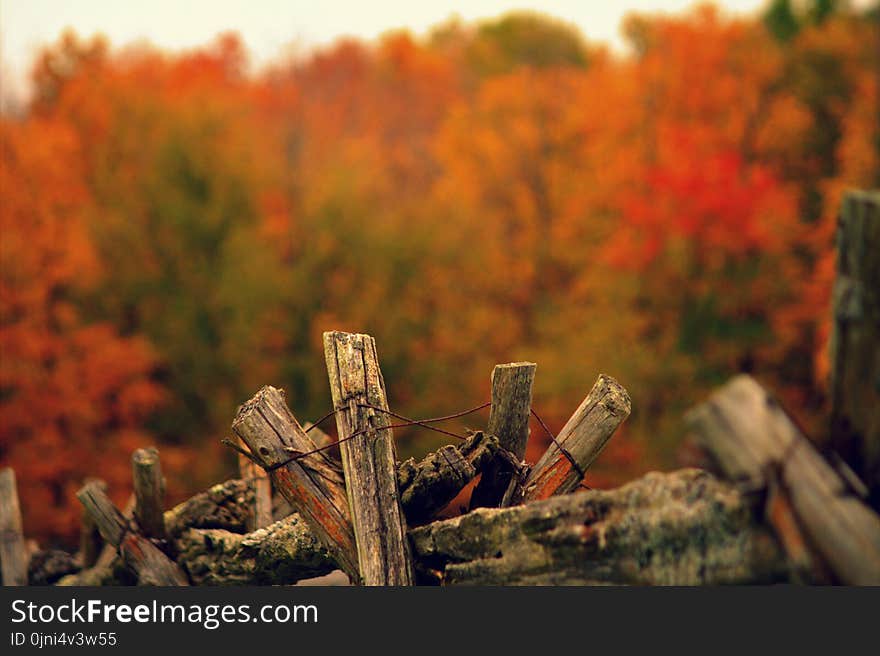 Selective Focus Photography of Red Firewood With Wires