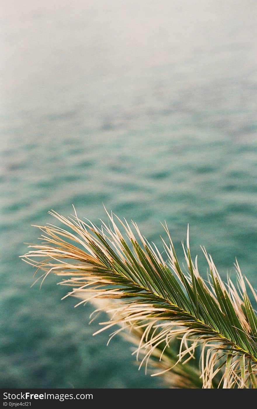 Closeup Photo of Green Palm Tree