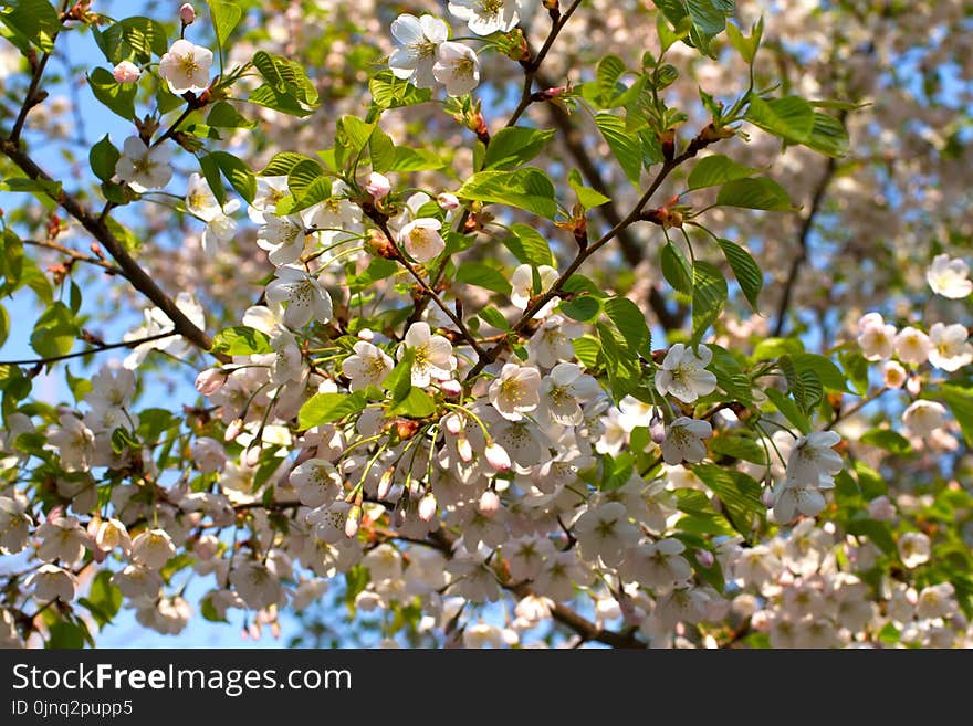 Blooming Sakura Against The Blue Sky