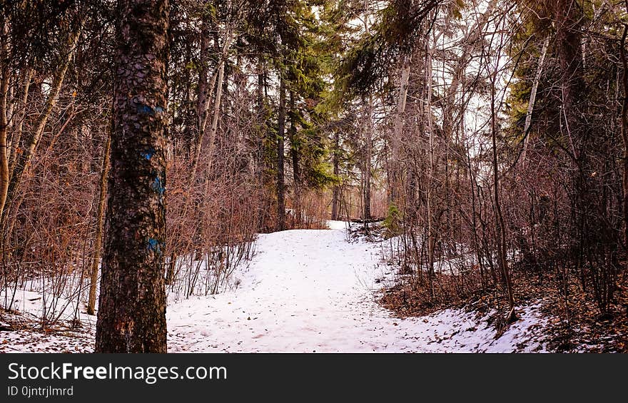 Snow, Winter, Nature, Woodland