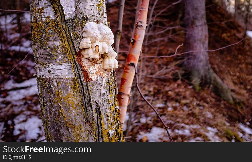 Tree, Woody Plant, Branch, Trunk