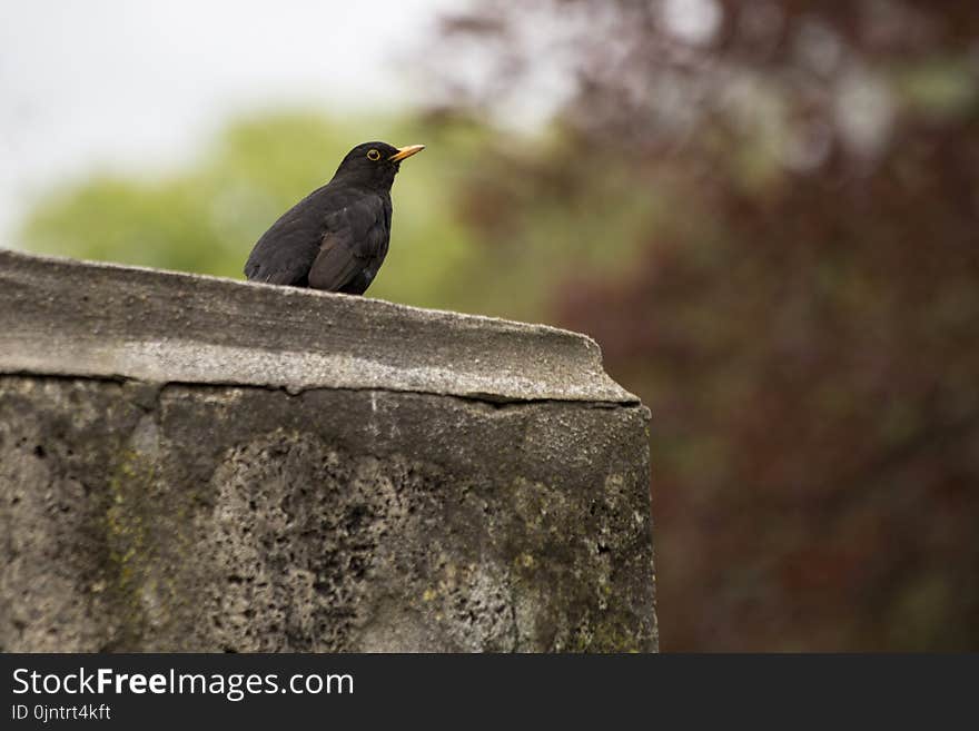 Bird, Beak, Fauna, Blackbird