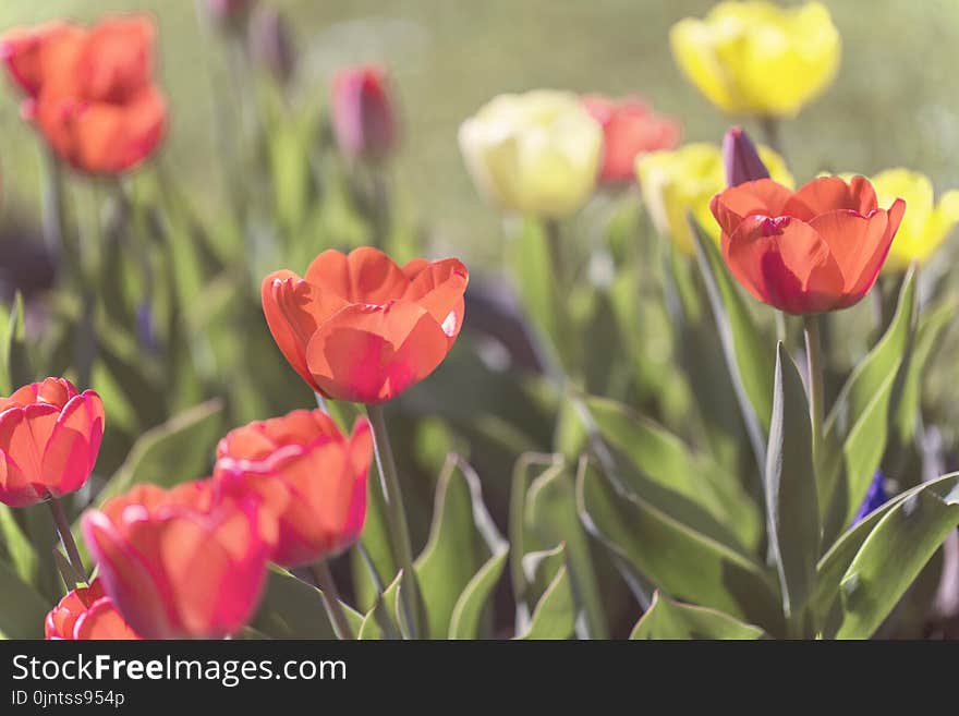 Flower, Plant, Tulip, Flowering Plant