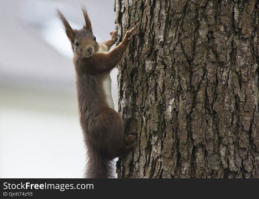 Squirrel, Fauna, Wildlife, Mammal