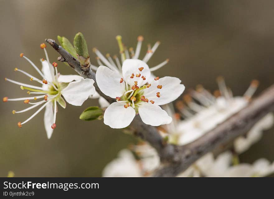 Flower, Blossom, Flora, Spring