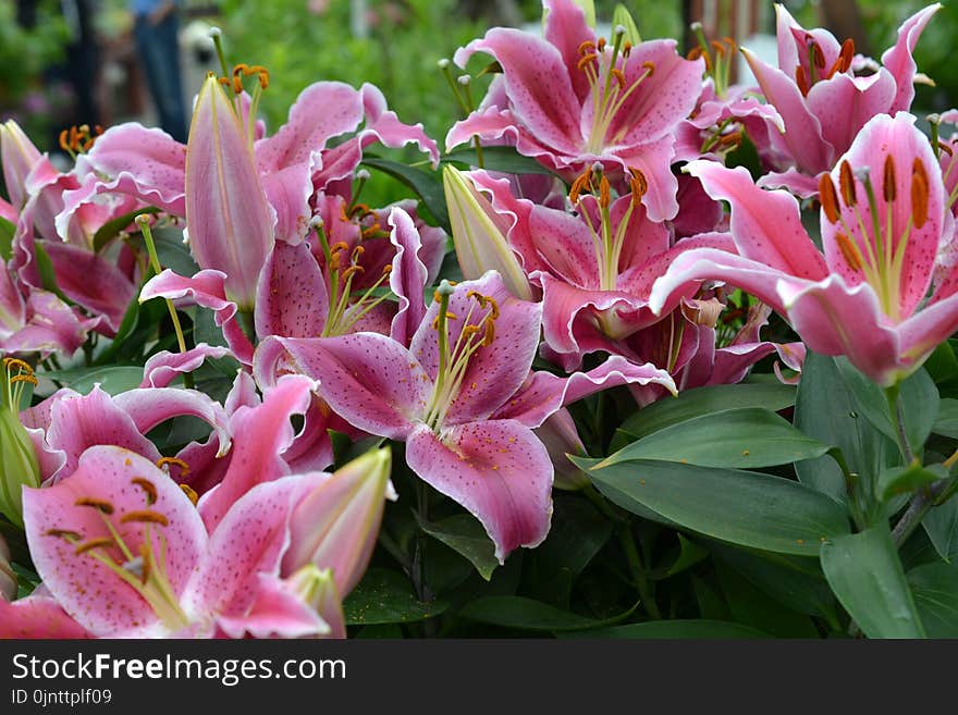 Flower, Plant, Lily, Pink